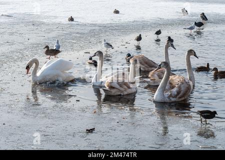 Schwäne, Enten und Wildvögel im Winter sammeln sich in einem Gebiet mit offenem Wasser auf einem meist gefrorenen See, Fleet Pond, Hampshire, England, Großbritannien Stockfoto