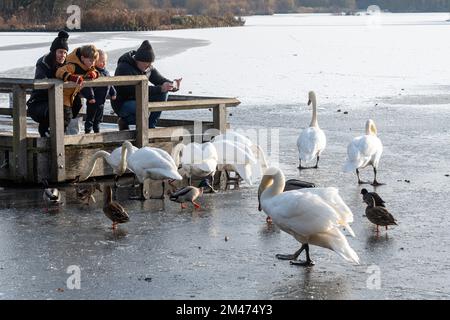 Familien genießen einen Winterspaziergang um einen gefrorenen Fleet Pond, um Enten und Schwäne zu füttern und Fotos zu machen im Dezember 2022 in Hampshire, England, Großbritannien Stockfoto