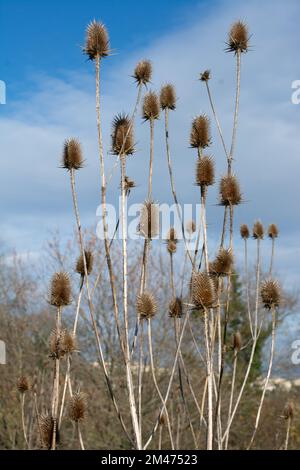 Trockener Dipsacus Sativus-Blütenkopf im Winter. Stockfoto