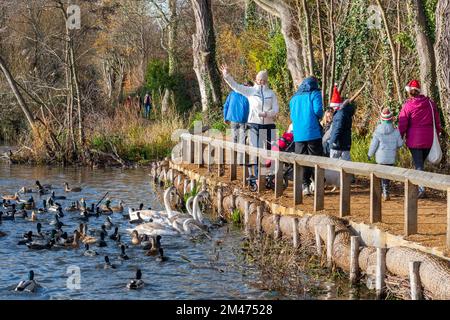 Familien genießen einen Winterspaziergang um einen gefrorenen Fleet Pond, um Enten und Schwäne zu füttern und Fotos zu machen im Dezember 2022 in Hampshire, England, Großbritannien Stockfoto