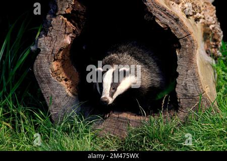 BADGER (Meles meles) aus einem hohlen Holzstamm in einem Wildpark in Großbritannien. Stockfoto