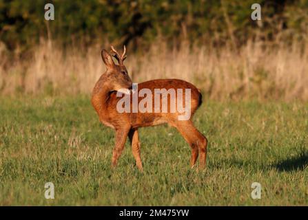 ROTWILD (Capreolus capreolus), das sich selbst pflegt, Großbritannien. Stockfoto