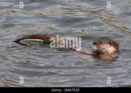 OTTER schwimmt in einem Hafen in Großbritannien. Stockfoto