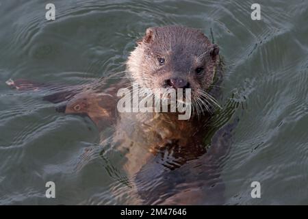 OTTER, GROSSBRITANNIEN. Stockfoto