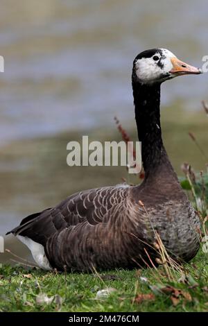 KANADISCHE GANS (Branta canadensis) x GREYLAG GANS (Anser anser) HYBRID, ruhend auf einem Flussufer, Großbritannien. Stockfoto