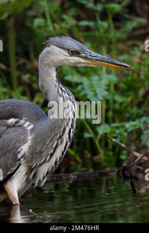 Grauer HERON (Ardea cinerea), der Fischbeute in einem Fluss jagt, Großbritannien. Stockfoto