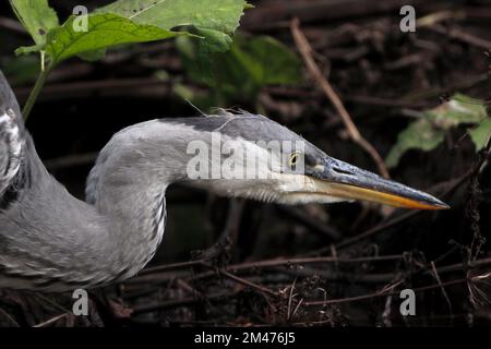 Graureiher, UK. Stockfoto