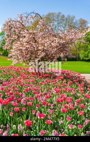 Beautiful view of a cherry tree in bloom in between a flower bed of hyacinths, garden pansies and pink tulips "Dynasty" in the park Luisenpark on a... Stockfoto