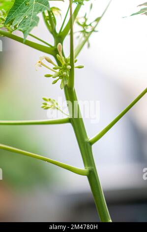 Blüten auf einem männlichen Papaya-Baum (Carica Papaya) Stockfoto