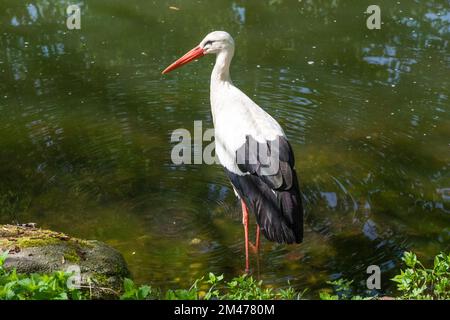 Schöne Nahaufnahme eines weißen Storchs (Ciconia ciconia), ein großer Vogel in der Storchenfamilie, der im Wasser mit konzentrischen Kreisen steht. Gesehen in der... Stockfoto