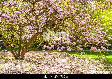 Herrlicher Blick auf einen blühenden Magnolia x Soulangeana Baum mit Magnolia Blütenblättern auf dem Boden an einem sonnigen Frühlingstag im berühmten Park... Stockfoto