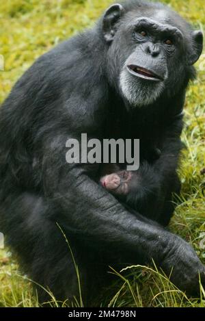 Schimpansen (Pan troglodytes), auch bekannt als einfach der Schimpanse, hier im Zoo Kolmården, Kolmården, Schweden. Stockfoto