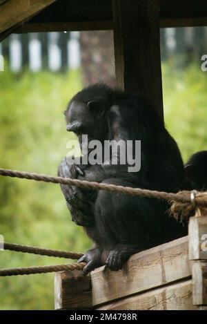 Schimpansen (Pan troglodytes), auch bekannt als einfach der Schimpanse, hier im Zoo Kolmården, Kolmården, Schweden. Stockfoto