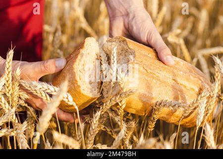 Brot und Weizenohren. Hausgemachtes Brot in den Händen des Bauern. Stockfoto