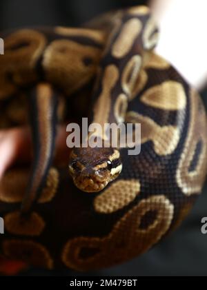 Die Ballpython (Python regius), auch königliche Python genannt, in Fenomenmagsinet, Gamla Linköping, Linköping, Schweden. Stockfoto