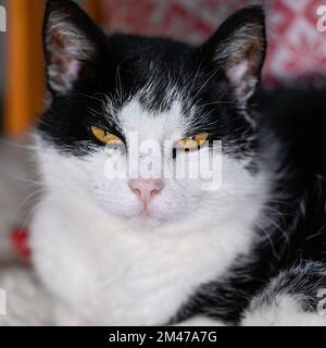 Schwarz-weiße Katze, die auf dem Sofa liegt Stockfoto