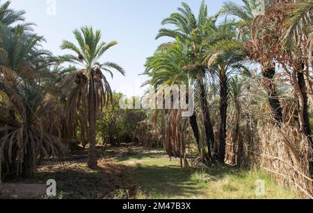 Graspfad durch ländliche afrikanische Landschaft ägyptische Dattelpalmenfarm in einem abgelegenen Dorf Stockfoto