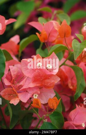 Bougainvillea „Orange Glory“ Blumen. Stockfoto