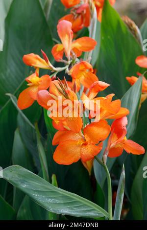 Canna 'Orange Punch' Blumen. Stockfoto