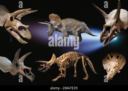 Triceratops ist ein ceratopsider Chasmosaurin pflanzlichen Dinosaurier, der während des späten Maastrichtians der späten Kreidezeit um etwa 68 Mio. erschien Stockfoto