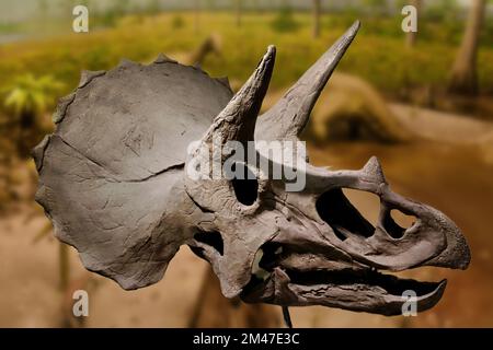 Triceratops ist ein ceratopsider Chasmosaurin pflanzlichen Dinosaurier, der während des späten Maastrichtians der späten Kreidezeit um etwa 68 Mio. erschien Stockfoto