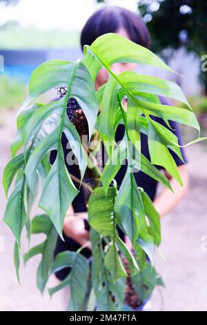 Frisches Blatt von Eipremnum pinnatum Cebu Blue Stockfoto