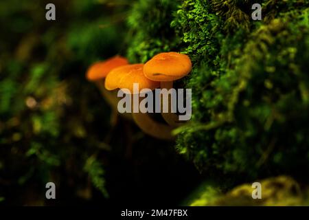 Kleine Pilze auf dem Waldboden von Maine in Raymond, Maine Stockfoto