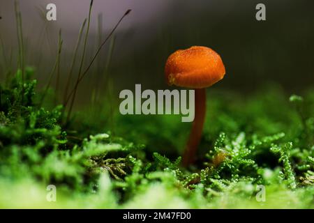 Kleine Pilze auf dem Waldboden von Maine in Raymond, Maine Stockfoto