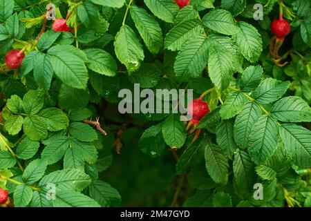 Nahaufnahme von roten Beeren und Blättern auf einer wilden Rose Stockfoto
