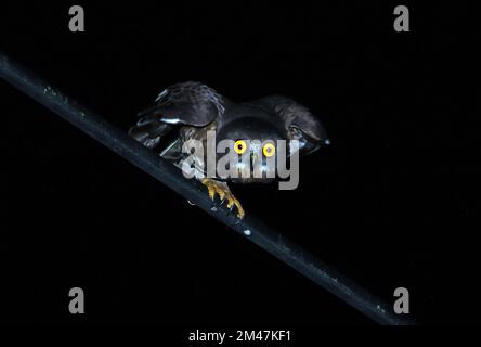 Braunhawk-Eule (Ninox scutulata burmanica), Erwachsener, der im Begriff ist, von der Stromleitung Cat Tien, Vietnam, abzufliegen Dezember Stockfoto
