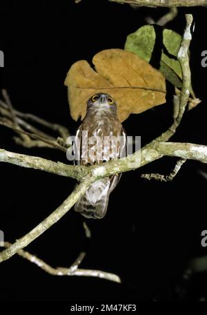 Braune Hawk-Eule (Ninox scutulata burmanica), Erwachsener auf einem Ast in der Nacht Cat Tien, Vietnam Dezember Stockfoto