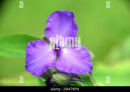 Single Purple Tradescantia „Concord Grape“ (Spider Lily) Blume, die an einer Grenze in einem englischen Landgarten, Lancashire, England, angepflanzt wurde. Stockfoto