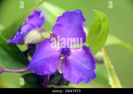 Single Purple Tradescantia „Concord Grape“ (Spider Lily) Blume, die an einer Grenze in einem englischen Landgarten, Lancashire, England, angepflanzt wurde. Stockfoto