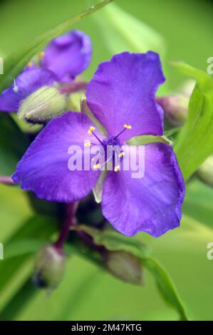 Single Purple Tradescantia „Concord Grape“ (Spider Lily) Blume, die an einer Grenze in einem englischen Landgarten, Lancashire, England, angepflanzt wurde. Stockfoto