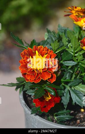 Single Orange/Yellow Tagetes Patula (Französische Marigold) Blume, die in einem Blumentopf in einem englischen Landgarten in Lancashire, England, Großbritannien angebaut wird. Stockfoto