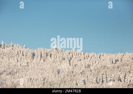 Waldlandschaft an einem kalten, sonnigen Wintermorgen, Waldviertel, Österreich Stockfoto