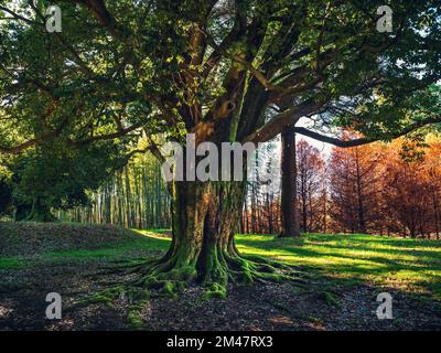 Wunderschöner Baum mit mächtigen Wurzeln, bedeckt mit Moos im Herbstwald oder Park. Stockfoto