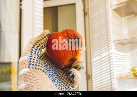 Fauler Apfel in der Sonne. Verrottende Früchte. Krankheiten der Apfelfrüchte. Schädlingsbekämpfung... Stockfoto