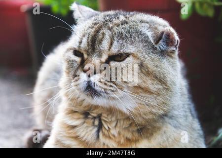 Schottische Katze. Schotte mit Faltenohrmuck. Schöne Katze Nahaufnahme. Große flauschige reinrassige Katze. Haustier. Stockfoto
