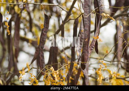Johannisbrotkäfer auf einem immergrünen Baum Johannisbrot aus der Bohnenfamilie, ursprünglich aus dem Mittelmeer. Stockfoto