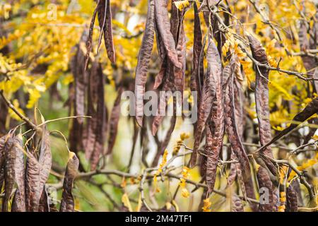 Johannisbrotkäfer auf einem immergrünen Baum Johannisbrot aus der Bohnenfamilie, ursprünglich aus dem Mittelmeer. Stockfoto