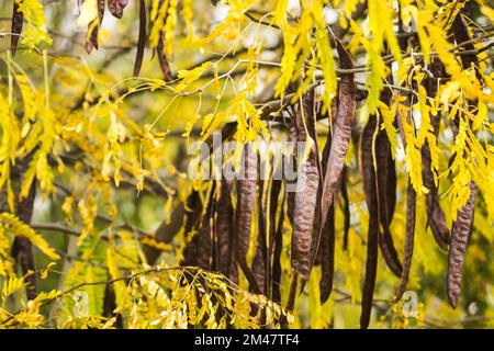 Johannisbrotkäfer auf einem immergrünen Baum Johannisbrot aus der Bohnenfamilie, ursprünglich aus dem Mittelmeer. Stockfoto