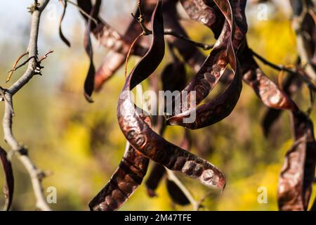 Johannisbrotkäfer auf einem immergrünen Baum Johannisbrot aus der Bohnenfamilie, ursprünglich aus dem Mittelmeer. Stockfoto