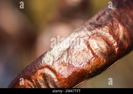 Johannisbrotkäfer auf einem immergrünen Baum Johannisbrot aus der Bohnenfamilie, ursprünglich aus dem Mittelmeer. Stockfoto