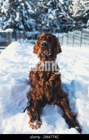 Süßer und lustiger irischer Setter, der im Schnee spielt und springt. Glücklicher Hund, der Spaß mit Schneeflocken hat. Winterfreude im Freien. Stockfoto