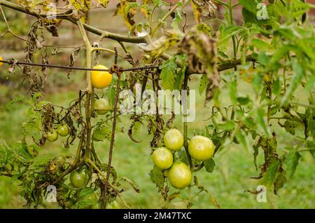 Grüne unreife Tomaten, die auf den Zweigen wachsen. Grüne Tomaten, die in einem Gewächshaus reifen. Grüne Tomate, die auf einem Zweig wächst. Grüne Kirschtomaten wachsen Stockfoto