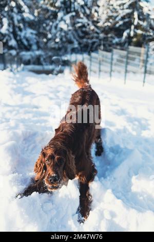 Süßer und lustiger irischer Setter, der im Schnee spielt und springt. Glücklicher Hund, der Spaß mit Schneeflocken hat. Winterfreude im Freien. Stockfoto