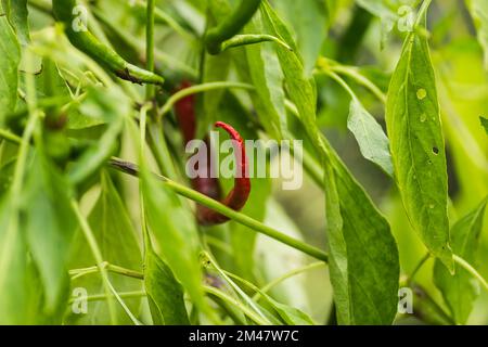 Roter ungeschälter heißer Pfeffer auf einem Baum im Garten. Organisch angebaute rote ungeschälte, heiße Paprika auf einem Baum im Garten. Stockfoto