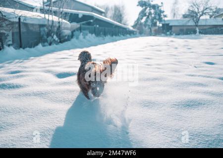 Süßer und lustiger irischer Setter, der im Schnee spielt und springt. Glücklicher Hund, der Spaß mit Schneeflocken hat. Winterfreude im Freien. Stockfoto