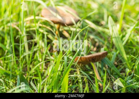 Weiße Pilze auf einer grünen, grasbedeckten Lichtung vor dem Wald. Stockfoto